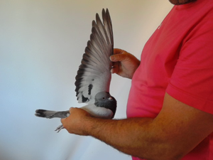Pigeon image