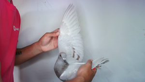 Pigeon image