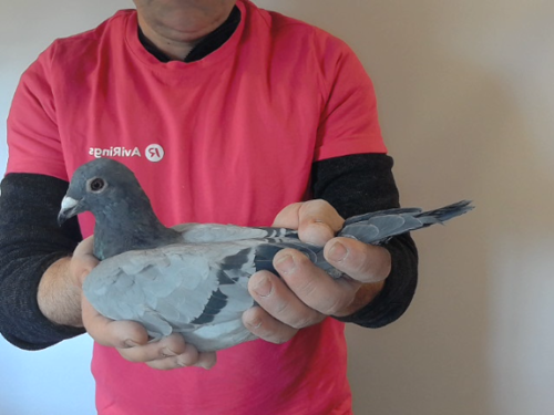 Pigeon image