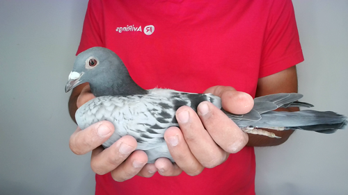 Pigeon image