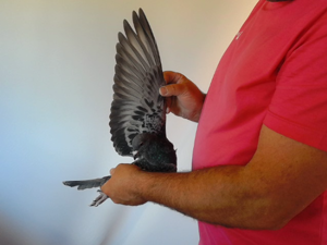 Pigeon image