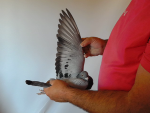 Pigeon image