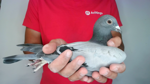 Pigeon image