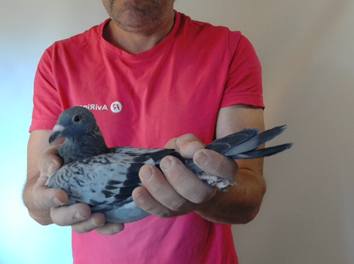 Pigeon image