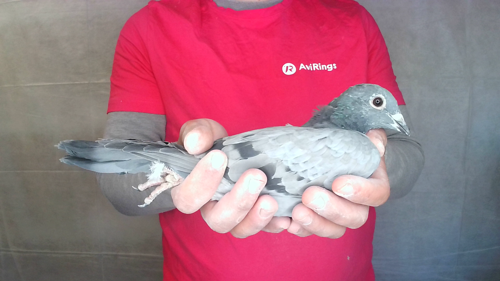 Pigeon image