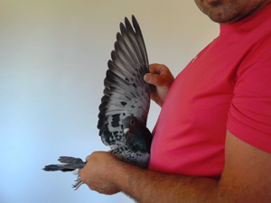 Pigeon image