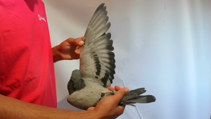 Pigeon image