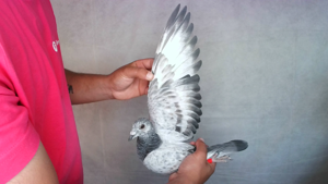 Pigeon image