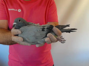 Pigeon image