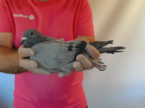 Pigeon image