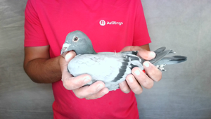 Pigeon image