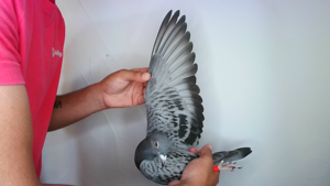 Pigeon image