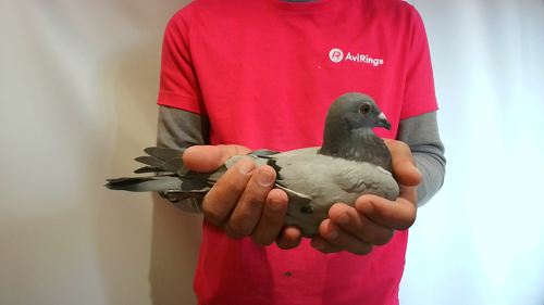 Pigeon image