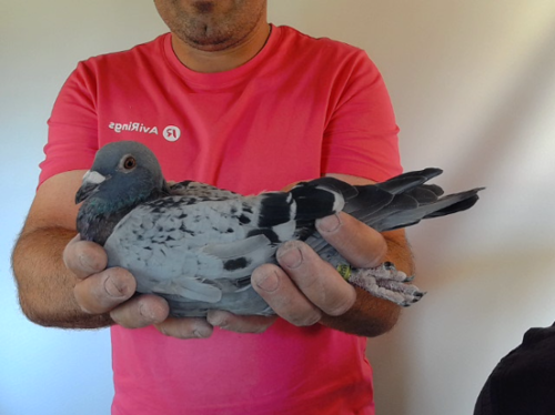 Pigeon image