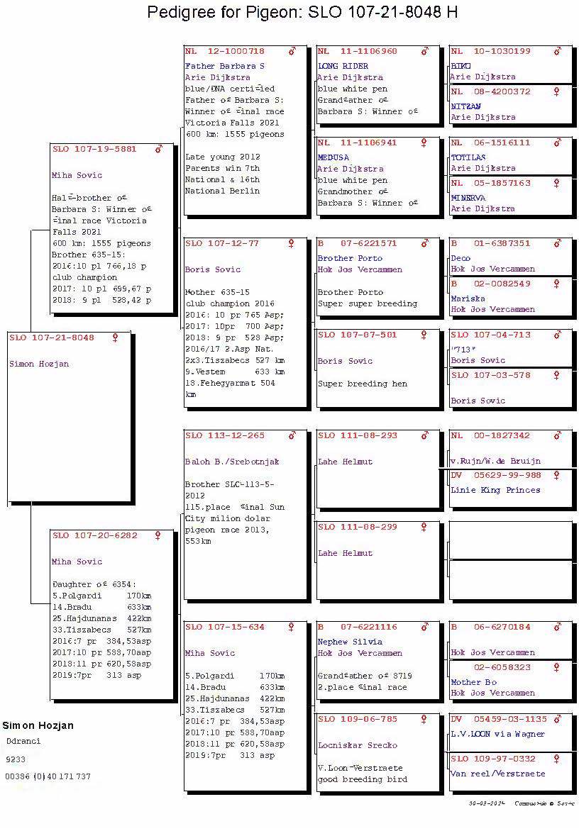 Pigeon pedigree image