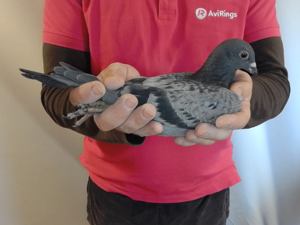 Pigeon image