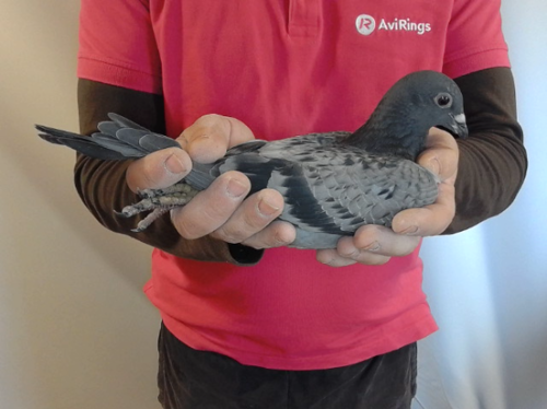 Pigeon image