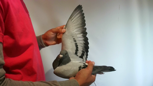 Pigeon image