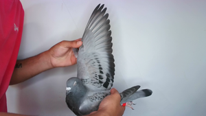 Pigeon image