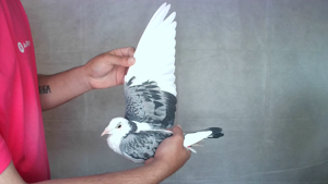 Pigeon image