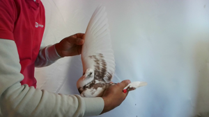 Pigeon image