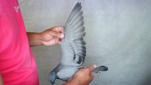 Pigeon image