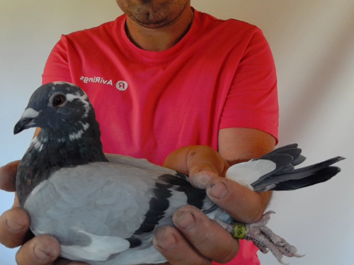 Pigeon image