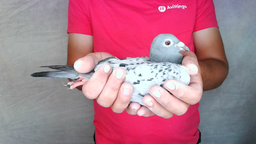 Pigeon image