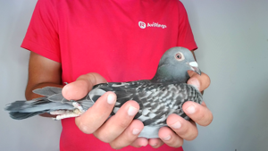 Pigeon image