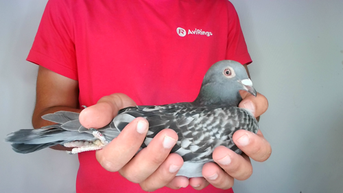 Pigeon image