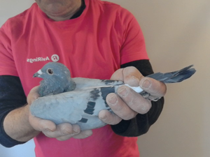 Pigeon image