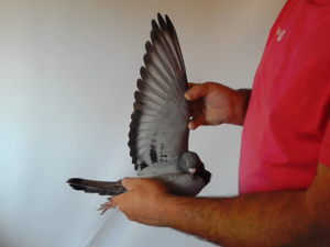Pigeon image