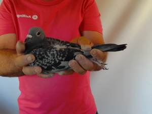 Pigeon image