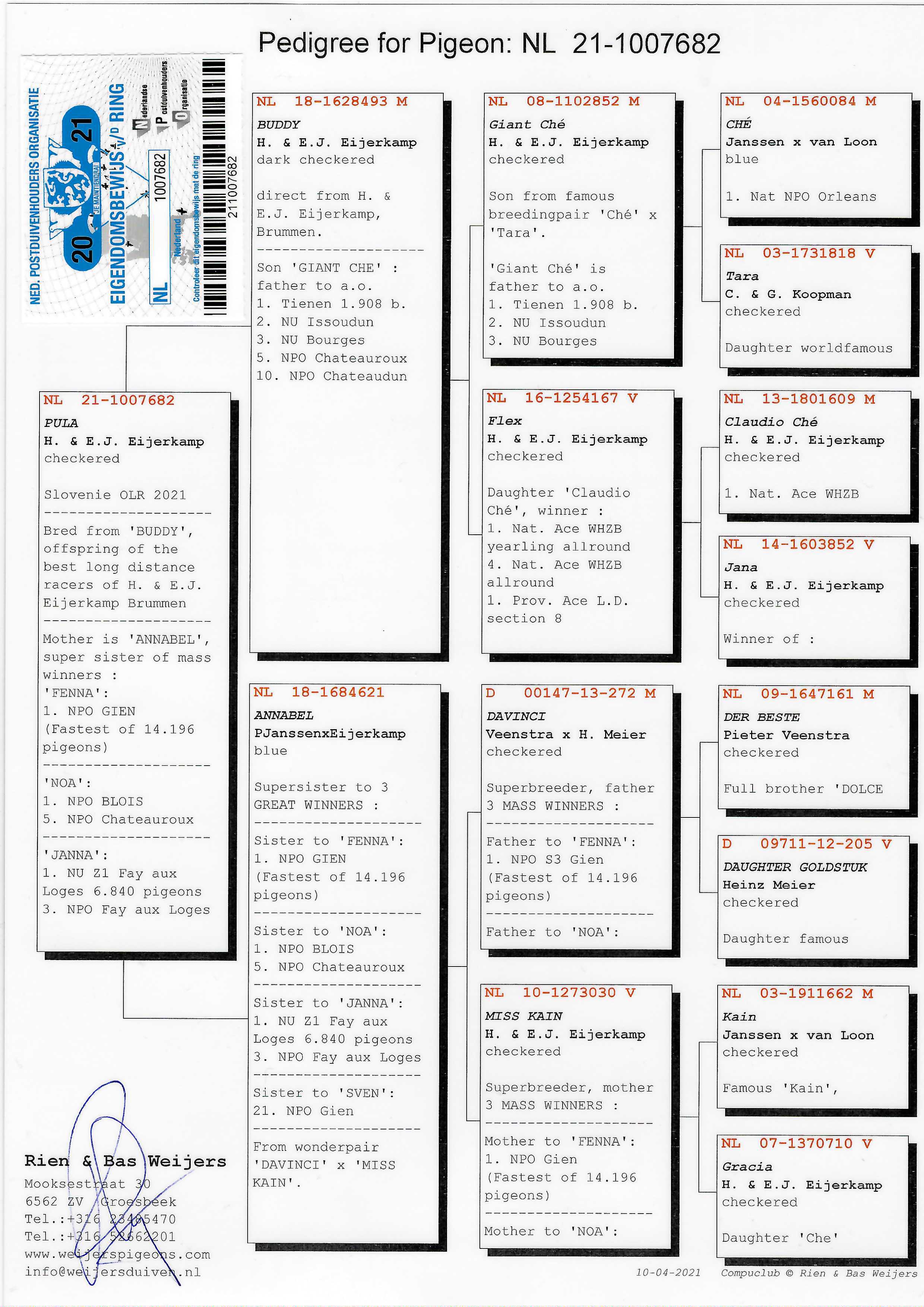 Pigeon pedigree image