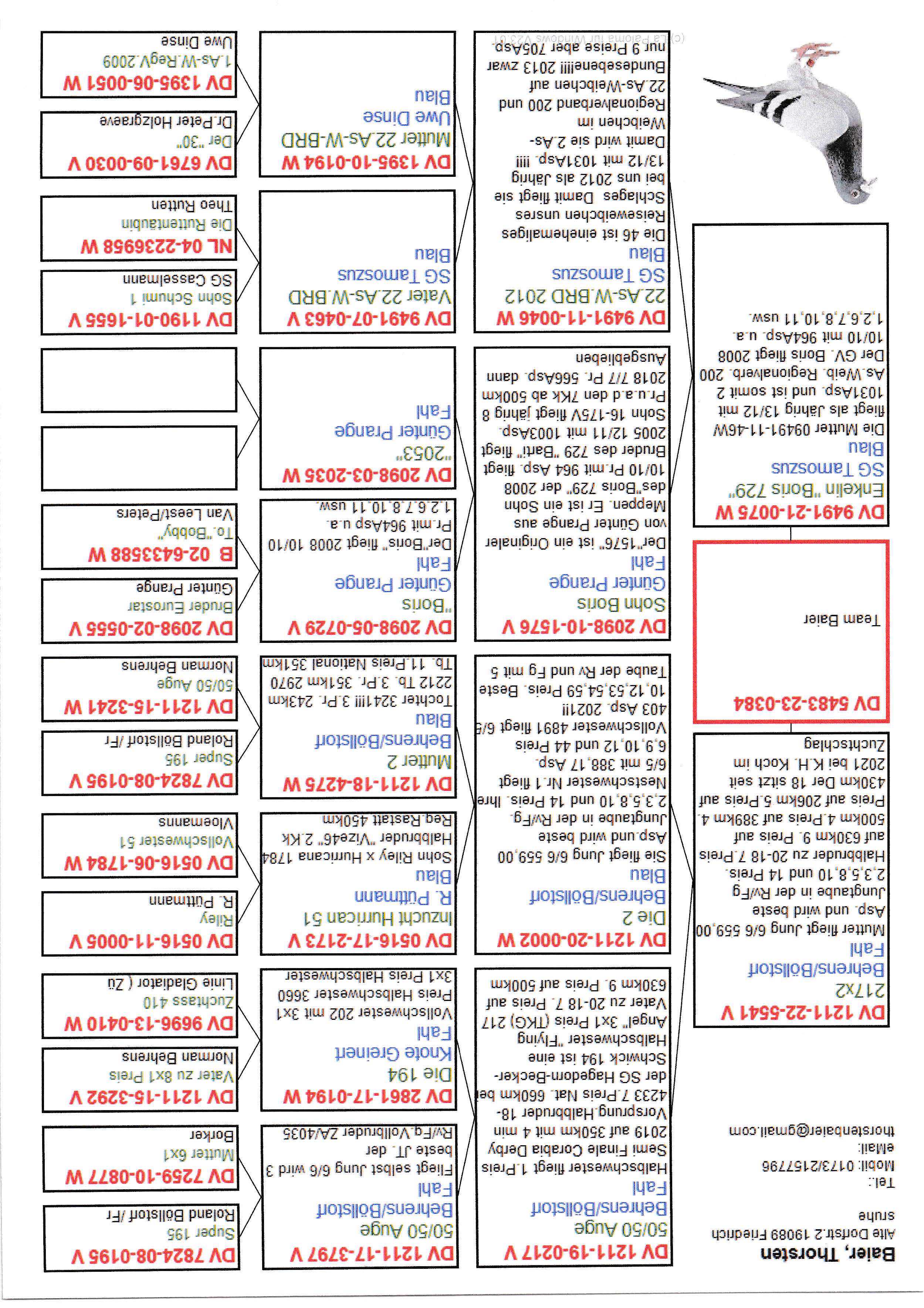 Pigeon pedigree image