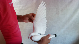 Pigeon image