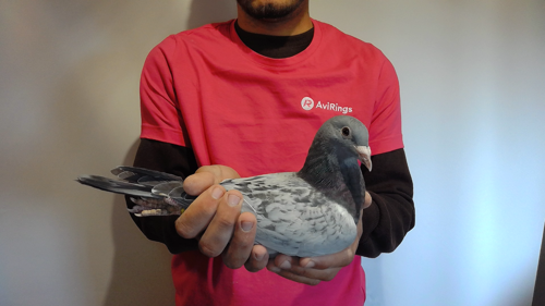 Pigeon image