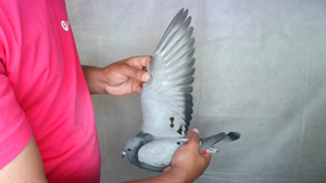 Pigeon image