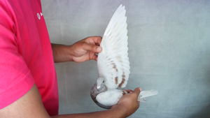 Pigeon image