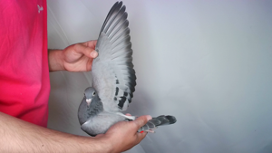 Pigeon image