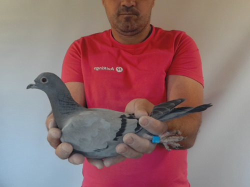 Pigeon image