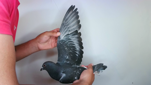 Pigeon image