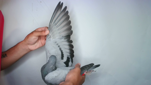 Pigeon image