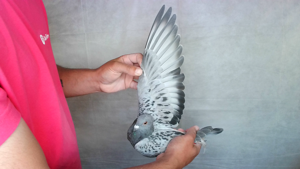 Pigeon image