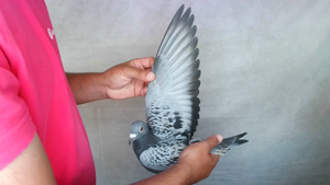 Pigeon image
