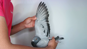 Pigeon image