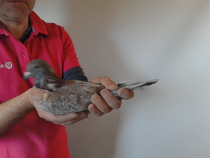 Pigeon image