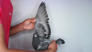 Pigeon image