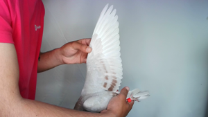 Pigeon image