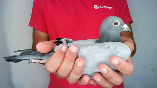 Pigeon image